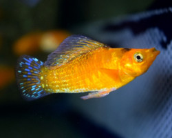 Mollie/Poecilia Velifera Neon Orange M