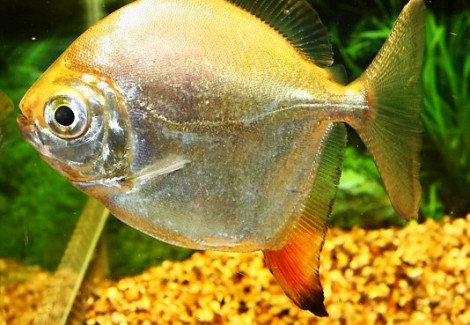 Myloplus Rubripinnis M