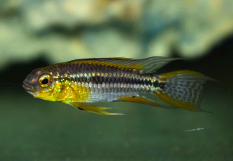 Apistogramma Bitaeniata  Yellow Napo L