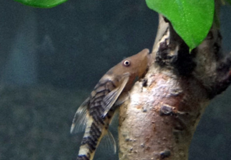 Nannoptopoma Sp. Peru M