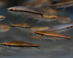 Nannostomus Beckfordi Red L