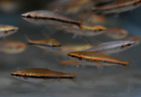 Nannostomus Beckfordi Red L