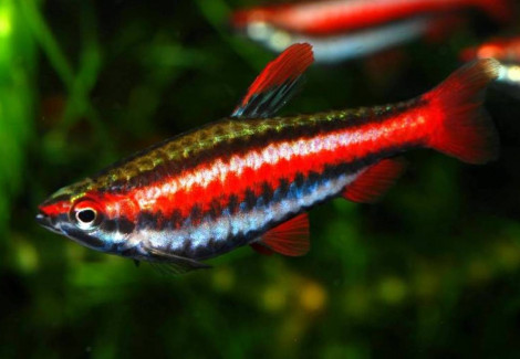 Nannostomus Mortenthaleri M