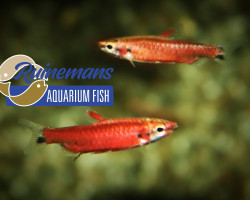 Nannostomus Amaya M