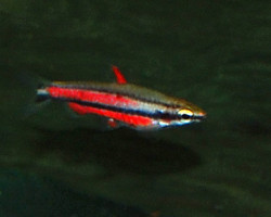 Nannostomus Rubrocaudatus L