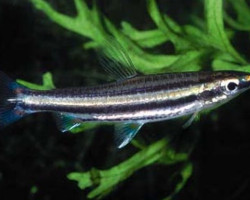 Nannostomus Marilynae S
