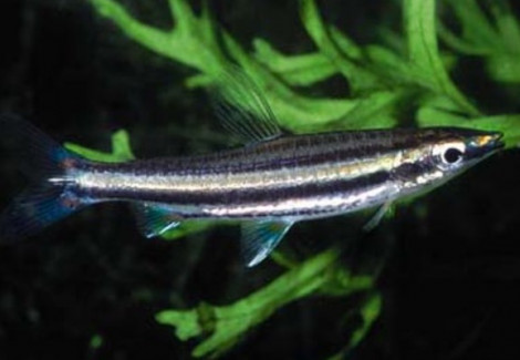Nannostomus Marilynae S