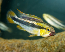 Apistogramma Sp. Abacaxis L