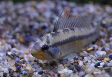 Apistogramma Allpahuayo  M