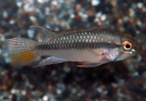 Apistogramma Barlowi M