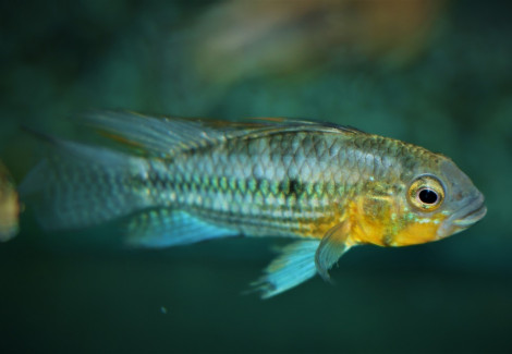 Apistogramma Cacatuoides M