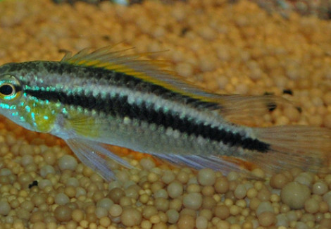 Apistogramma Cruzi M