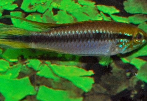 Apistogramma Agassizii S/M