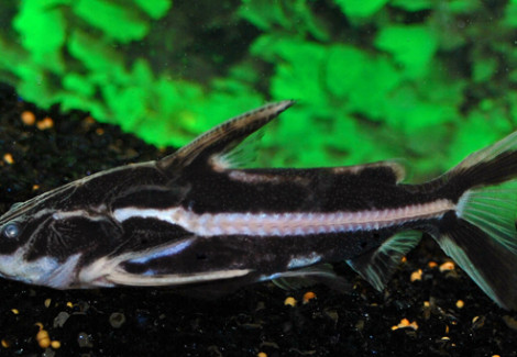 Orinocodoras Eigenmanni L
