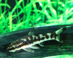 Otocinclus Cocama L