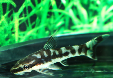 Otocinclus Cocama L