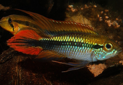 Apistogramma Agassizii Double Red L