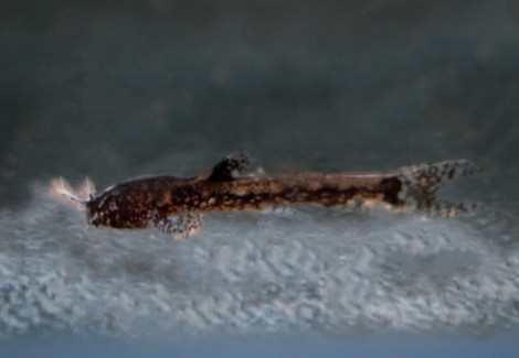 Parakysis Verrucosus M