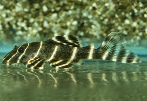 L204 Panaqolus Albivermis Xl