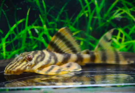 L169 Panaqolus Sp. Gold Stripe M/L