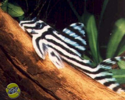 Hypancistrus Zebra L46 M