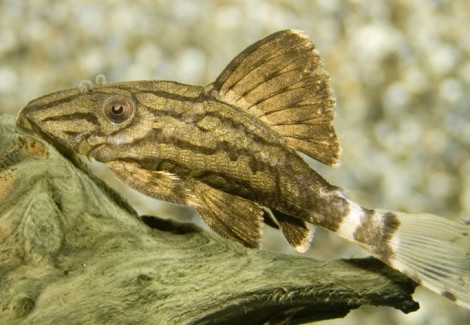 L190 Panaque Nigrolineatus Xl