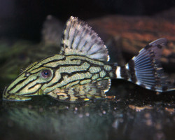 Panaque Sp. Nigrolineatus L191 S/M