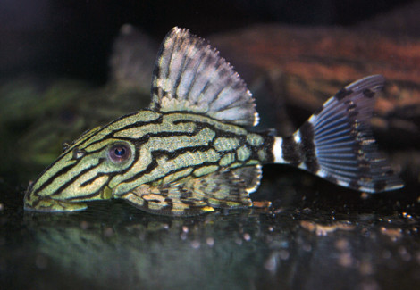 Panaque Sp. Nigrolineatus L191 S/M