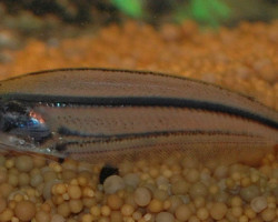 Parailia Pellucida L