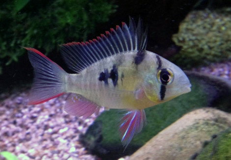 Mikrogeophagus Altispinosus S/M