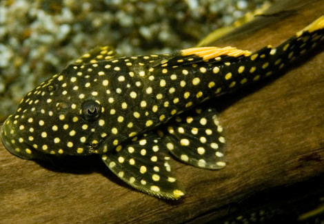 Baryancistrus Golden Nugget L18 S/M