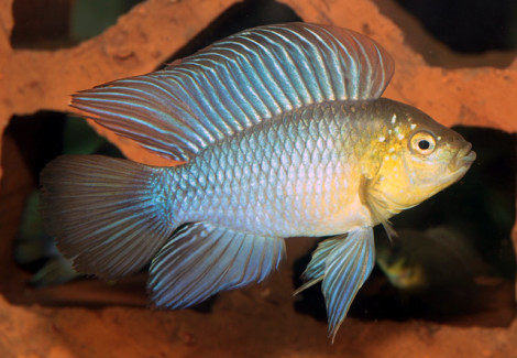 Apistogramma Borellii L