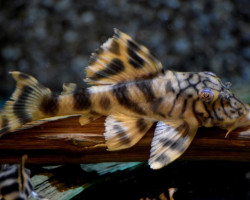 L121 Peckoltia Braueri M