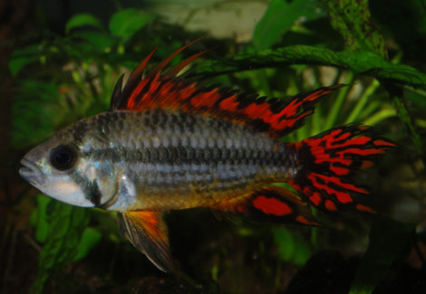 Apistogramma Cacatuoides Double Red M/L