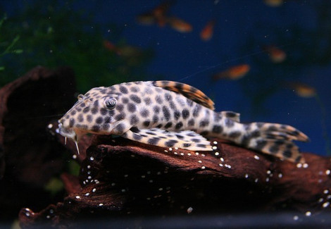 Peckoltia Oligospila L006 M