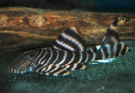 L002 Panaqolus Sp. M