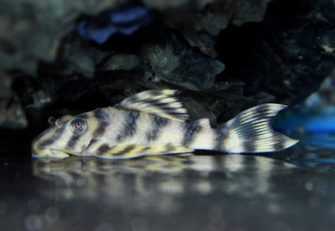 Peckoltia  Sp. L288 L