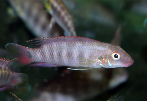 Wallaceochromis Rubrolabiatus L