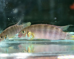 Walla. Rubrolabiatus Sp. Tabli River L