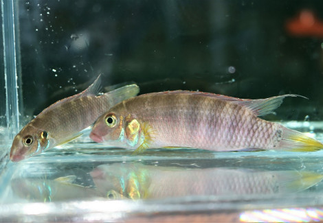 Walla. Rubrolabiatus Sp. Tabli River L
