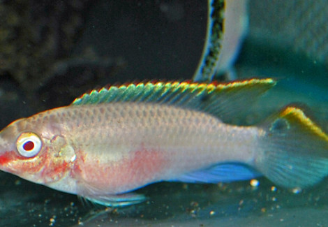 Pelvicachromis Pulcher Albino S