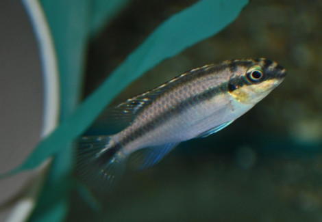 Pelv. Kribensis Bipindi M