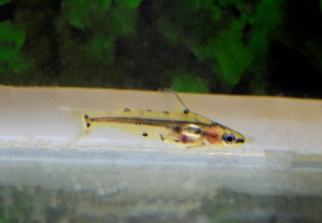Hyalobagrus Flavus L