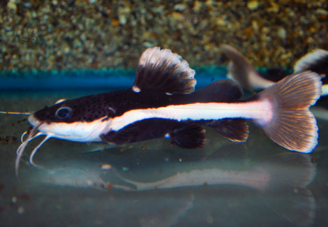 Phractocephalus Hemioliopterus Xl