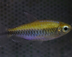 Phenacogrammus Interruptus M
