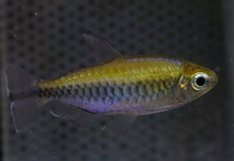 Phenacogrammus Interruptus S