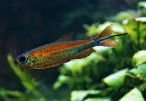 Phenacogrammus Sp. "Fantastic" M
