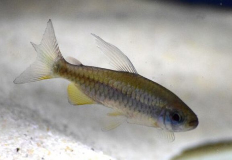 Phenacogrammus Sp. Orange Makoua M