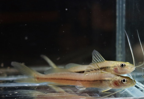Pimelodella Metae M