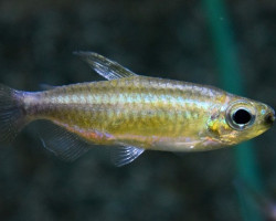 Phenacogrammus Sp. Nioki  M